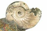 Iridescent Pyritized Ammonite (Quenstedticeras) Fossil Display #368841-1